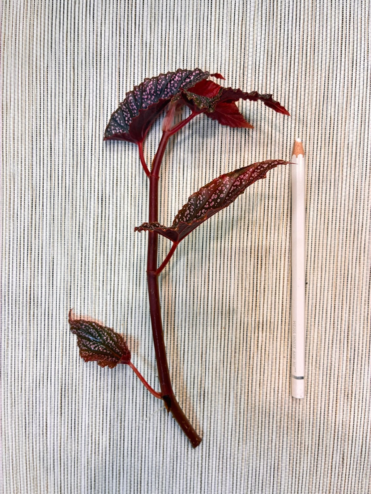 Begonia Benigo Pink | Stek geworteld, Ophalen of Verzenden, Halfschaduw, Minder dan 100 cm