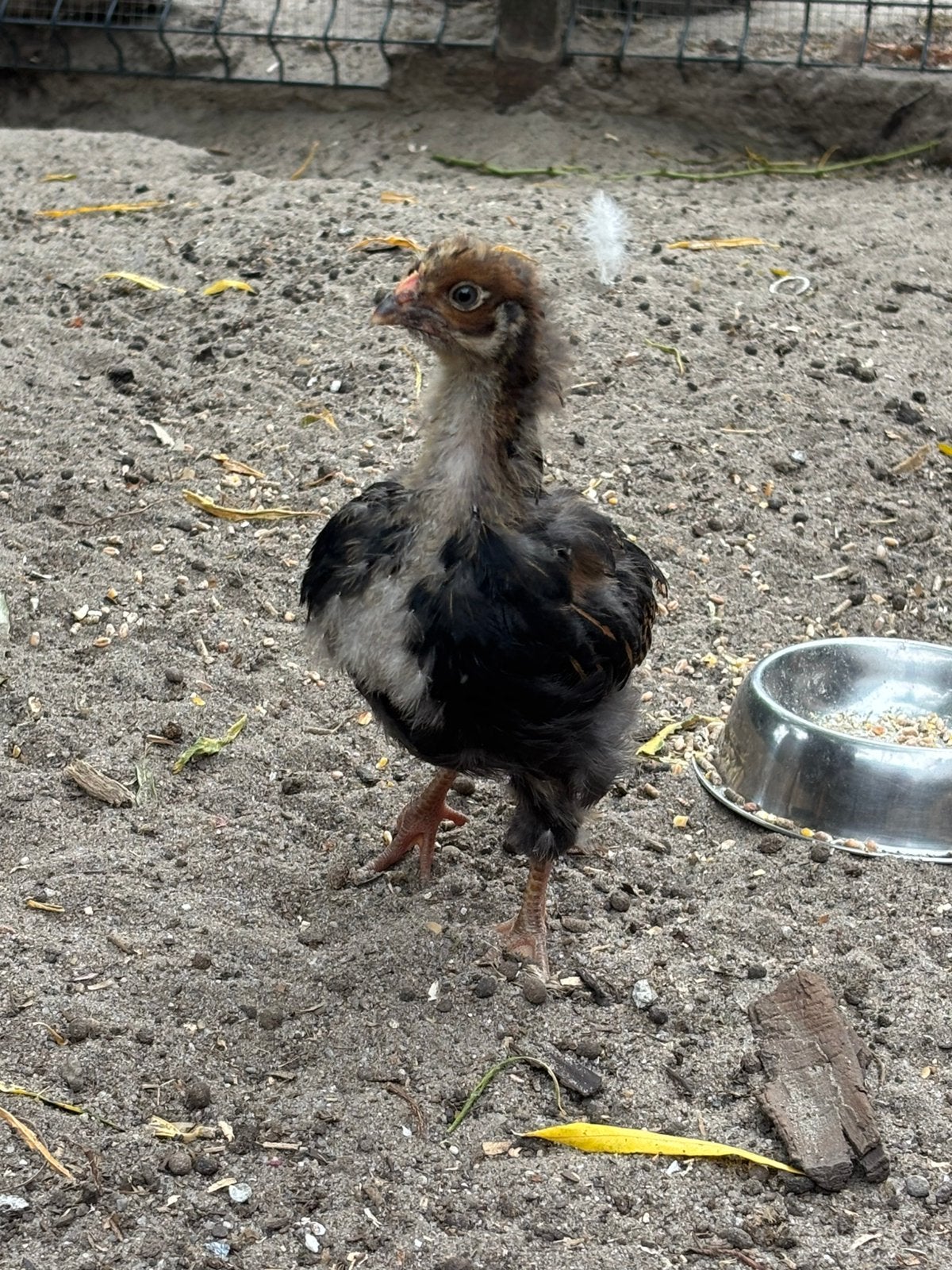 Leuke barnevelder kuiken haantje, Dieren en Toebehoren, Pluimvee, Mannelijk, Kip