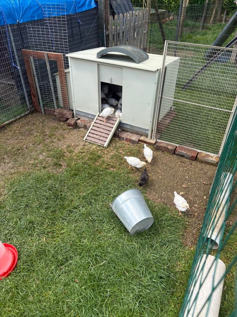 40+ legkip kuikens, Dieren en Toebehoren