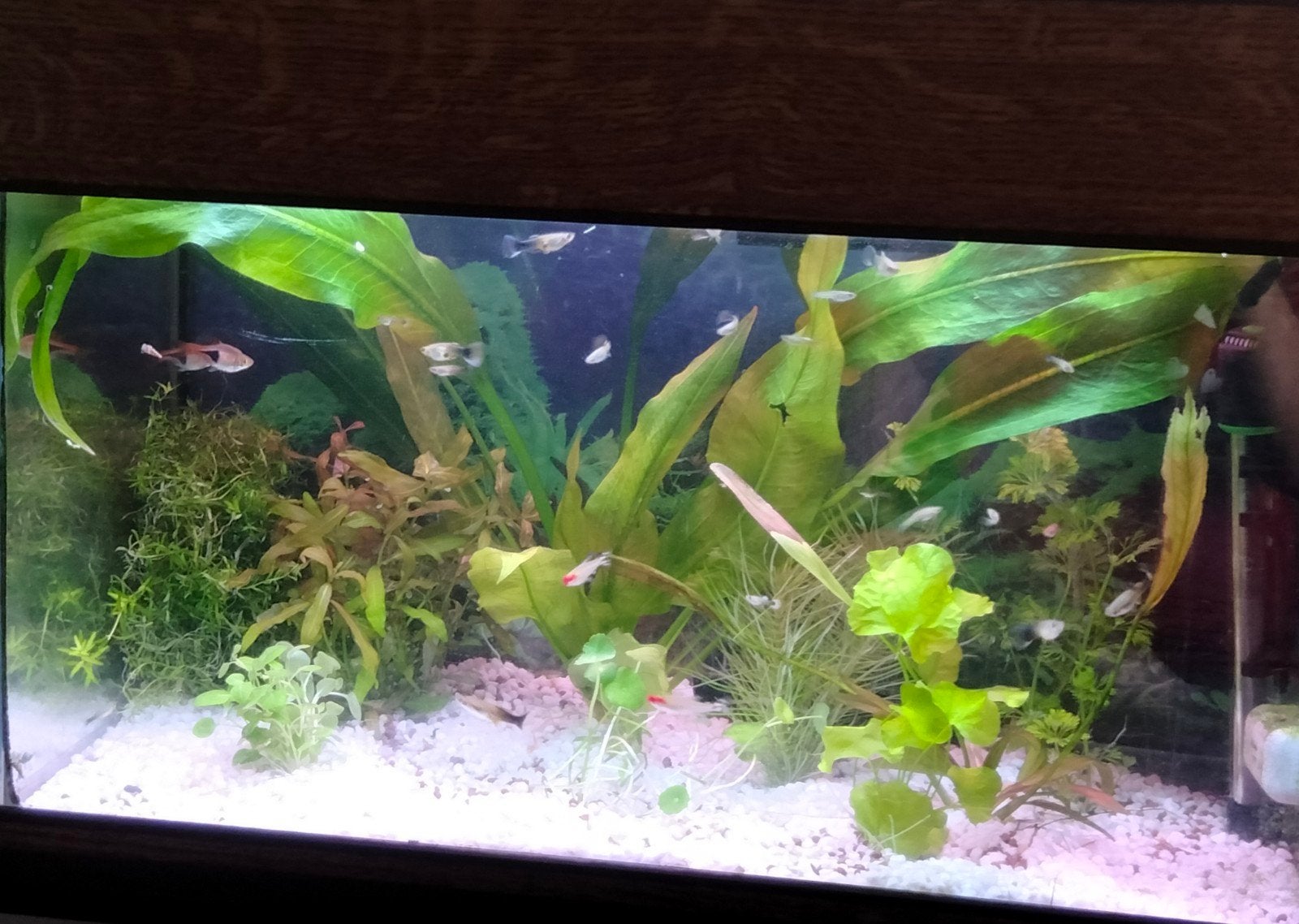volwassen guppy's, Ophalen