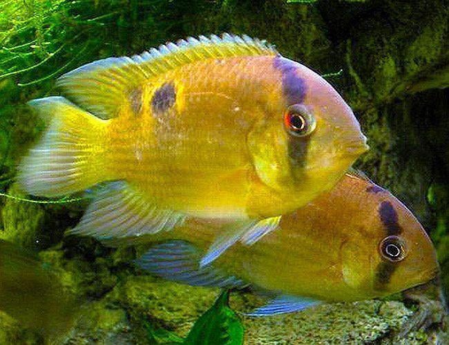 Gratis vissen: Firemouths, Keyholes, Tetras and Corydoras, Dieren en Toebehoren, Vissen | Aquariumvissen, Vis, Zoetwatervis, Schoolvis