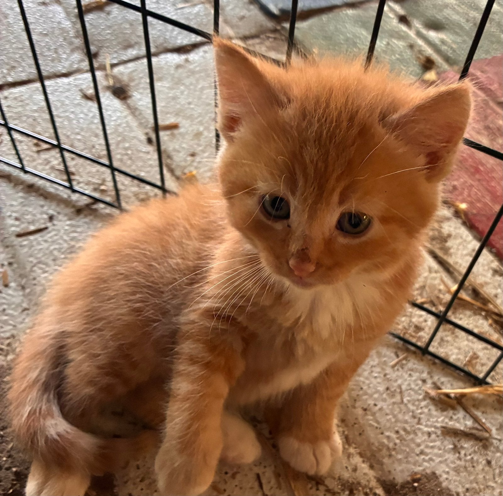 Vier boerderijkittens, Kater