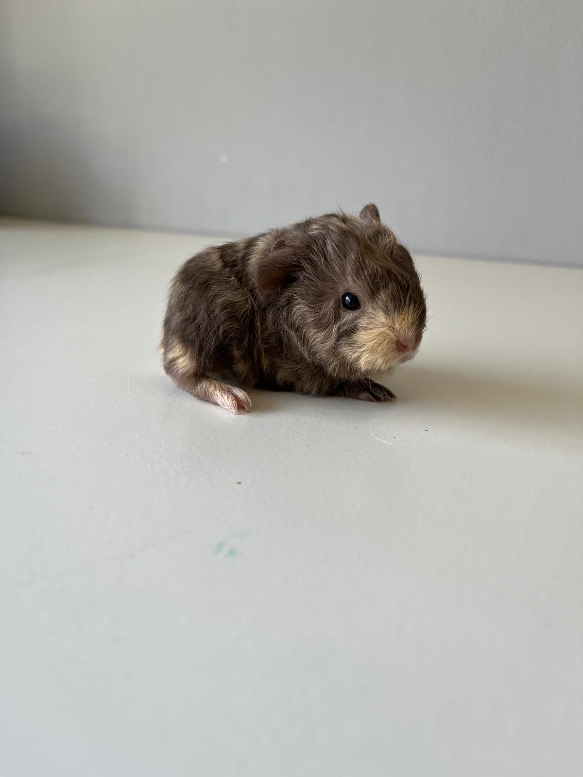 Knap ch teddy cavia beertje, Dieren en Toebehoren, Knaagdieren, Cavia, Mannelijk, Juli, Tam