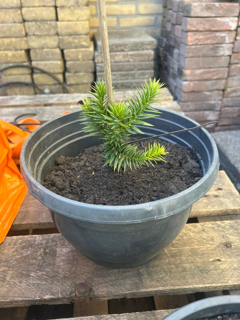 Apenboom /slangenden, Ophalen, Volle zon, Overige soorten, Minder dan 100 cm