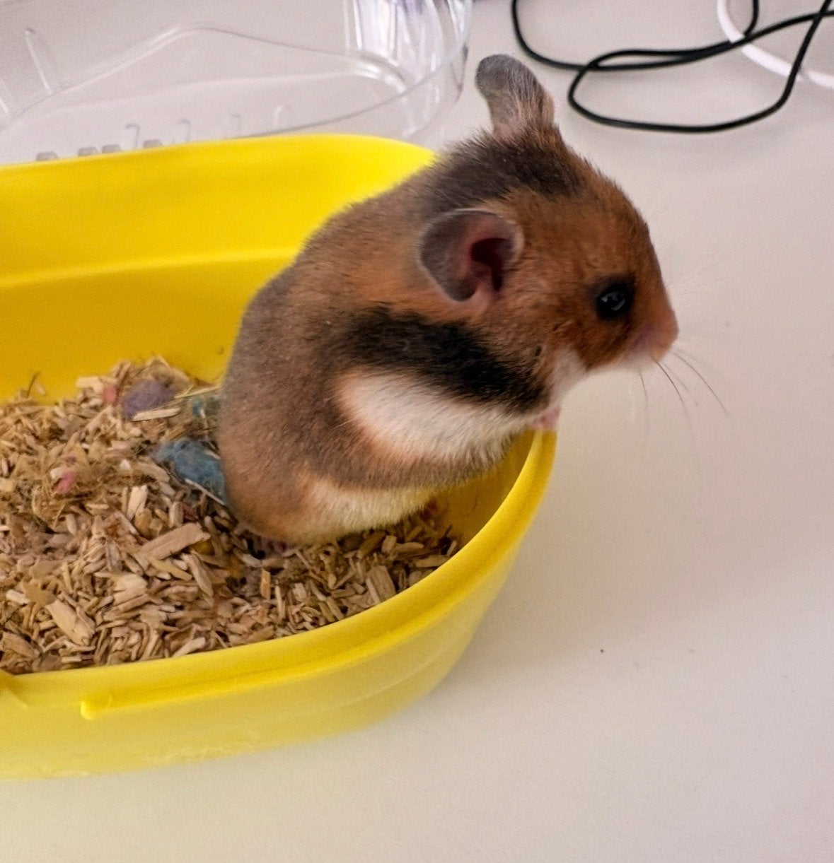 Lieve hamster incl grote kooi, Dieren en Toebehoren, Hamster, Maart, Geslacht onbekend, Tam