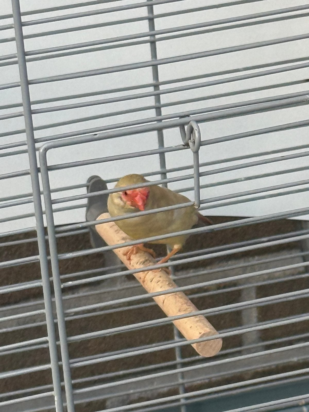 Volière vogel, Dieren en Toebehoren, Vermiste en Gevonden Dieren, Vogel