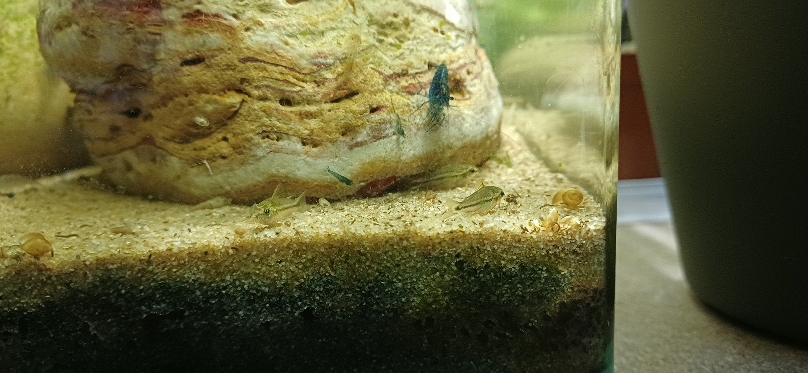 Corydoras pygmaeus te koop, Vis