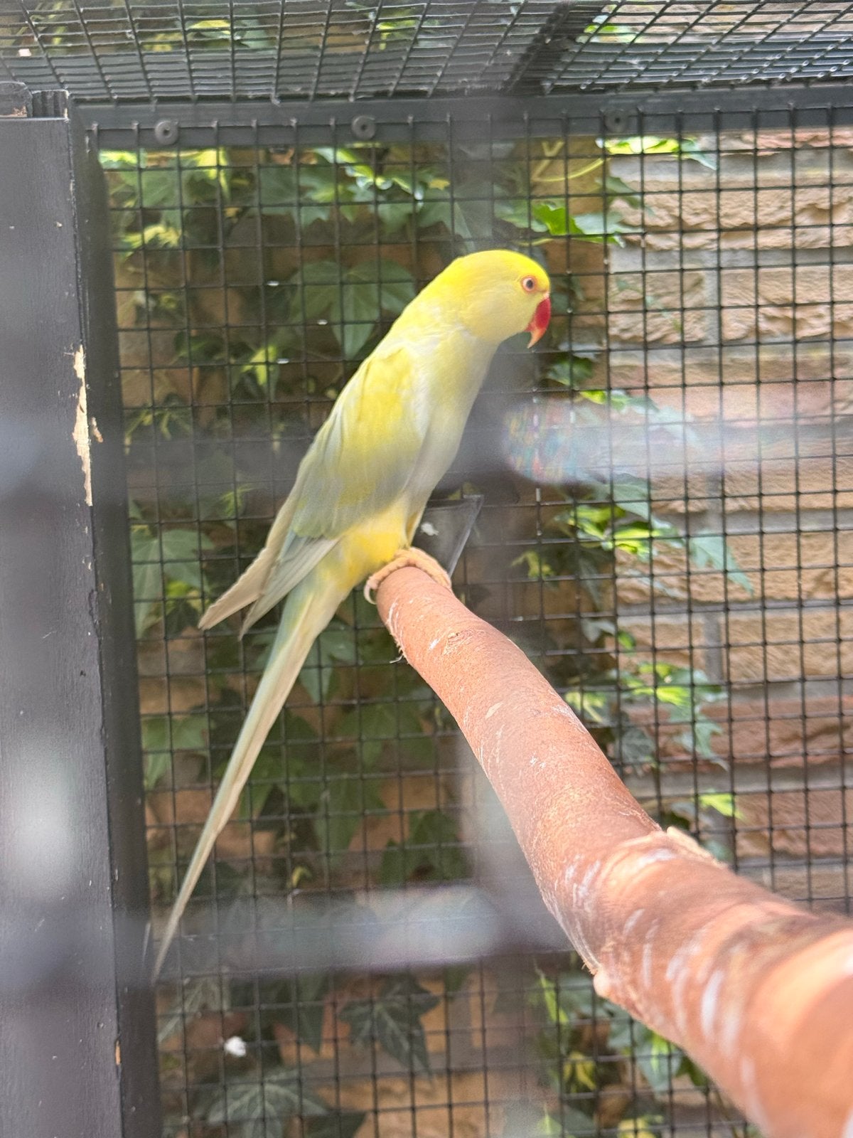 Te koop kweekkoppel Halsbandparkieten, Dieren en Toebehoren, Vogels | Parkieten en Papegaaien, Meerdere dieren, Parkiet