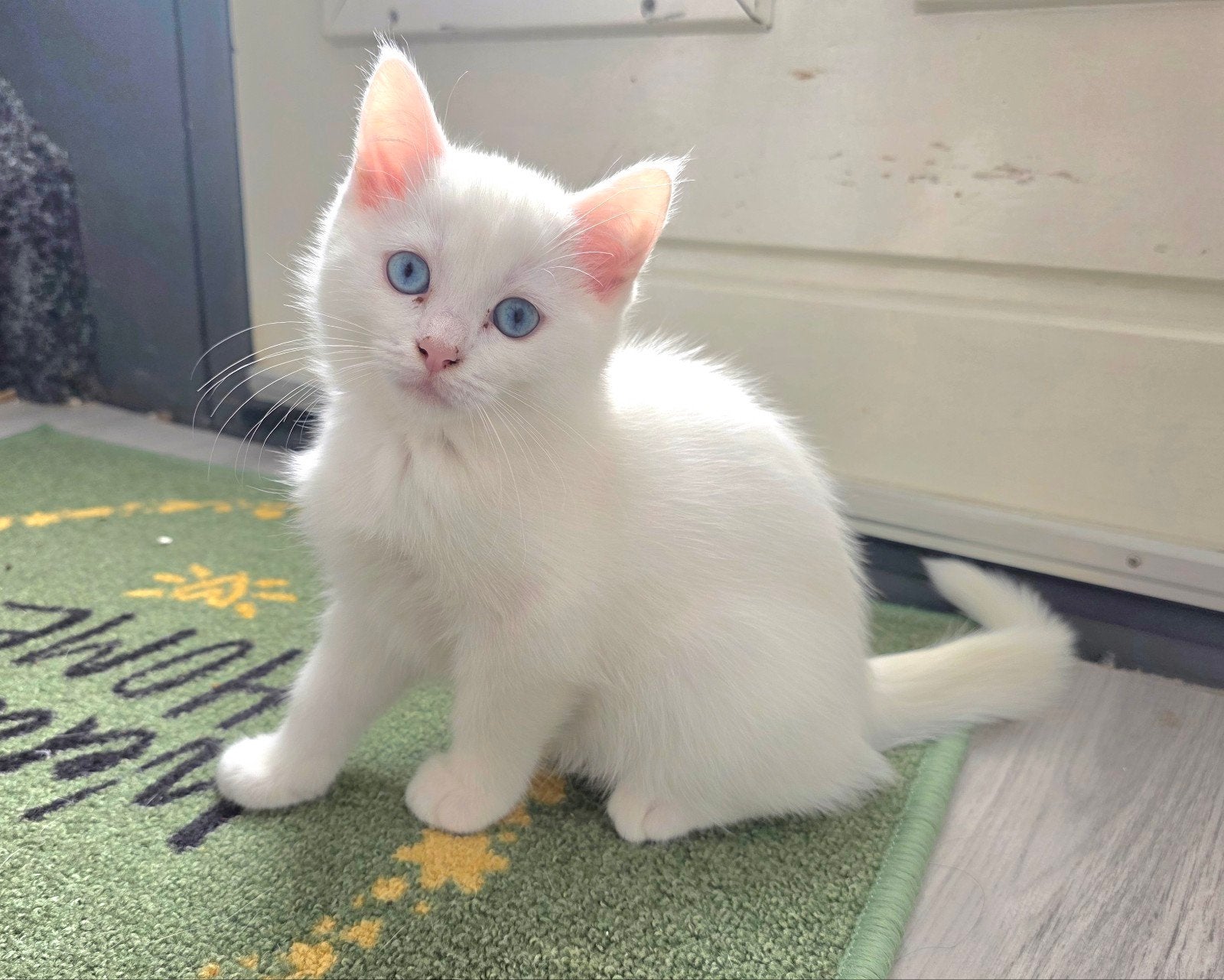 kittens lilac-witte, Poes, Kortharig, 0 tot 2 jaar