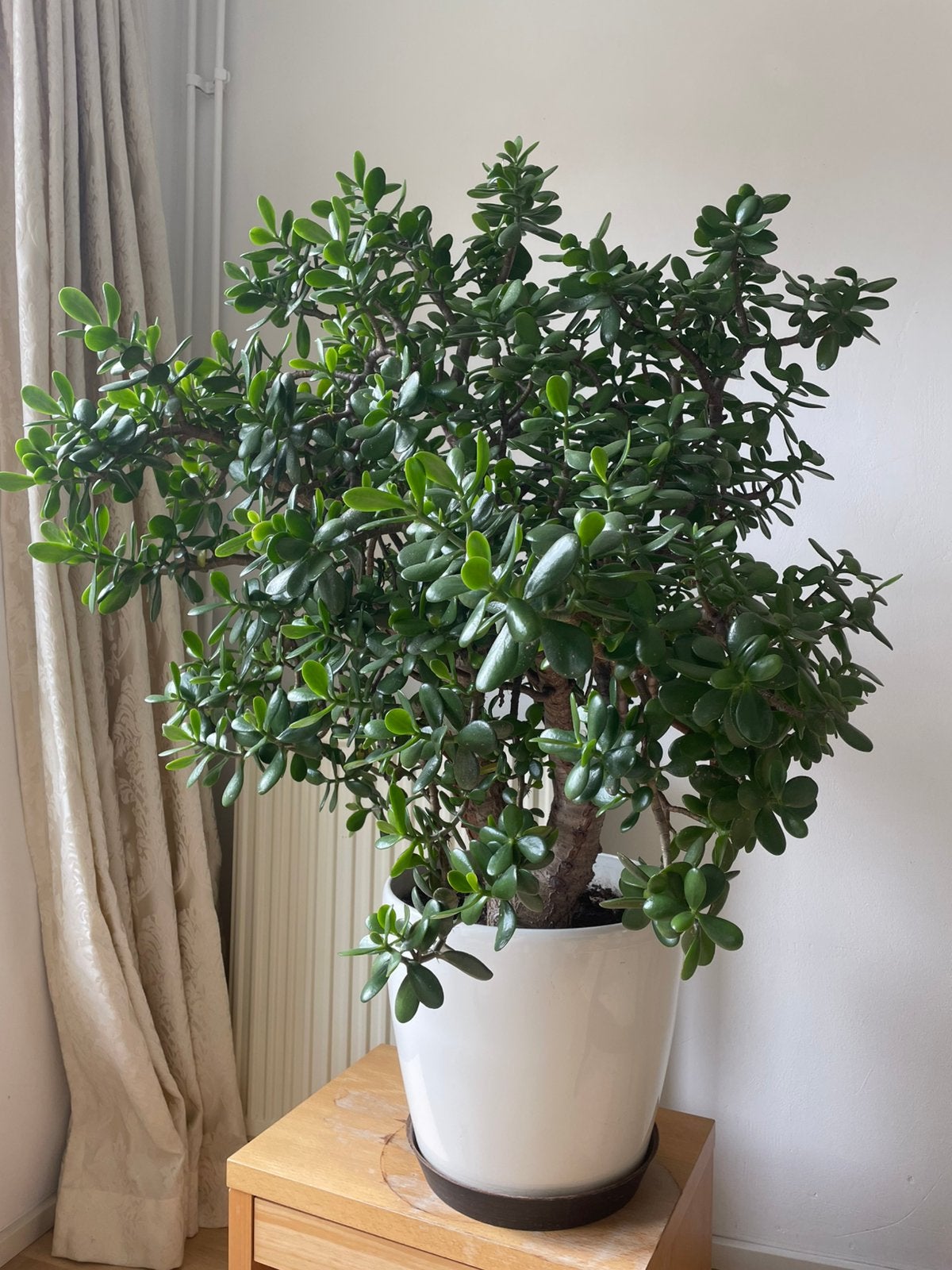 Grote Crassula Ovata (Centenplant/Jadeplant) vet bonsai, Ophalen, Vetplant, 100 tot 150 cm, Halfschaduw