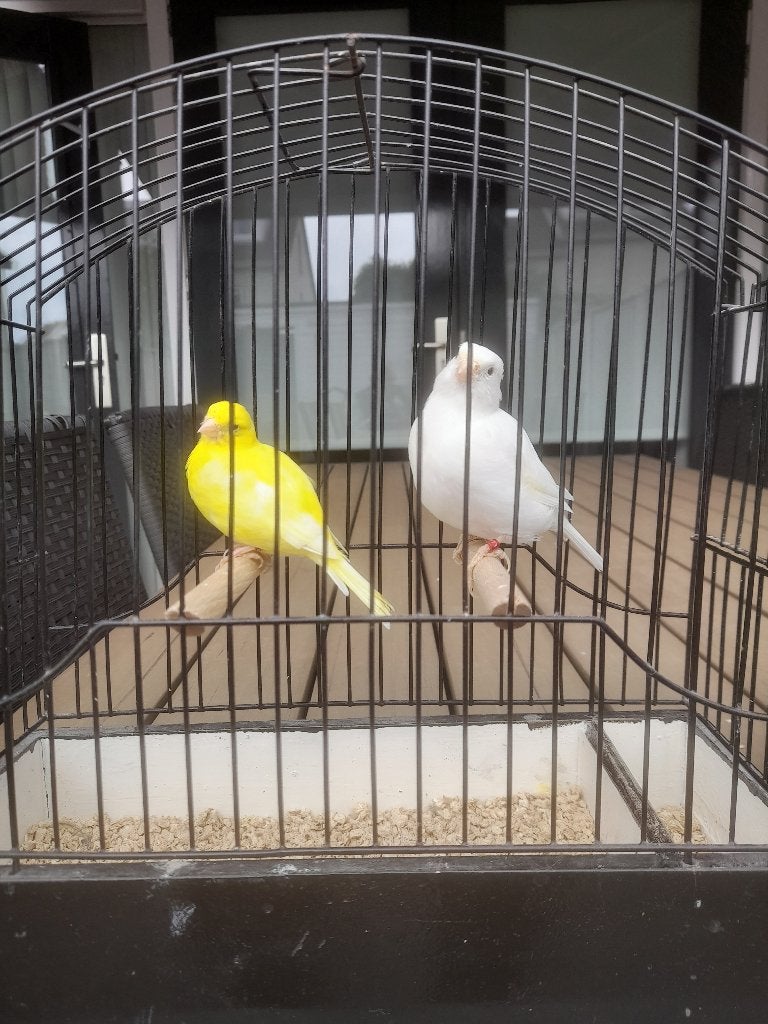 te koop hele mooie TT kwaliteit Fife Fancy`s, Dieren en Toebehoren, Meerdere dieren, Postuurkanarie
