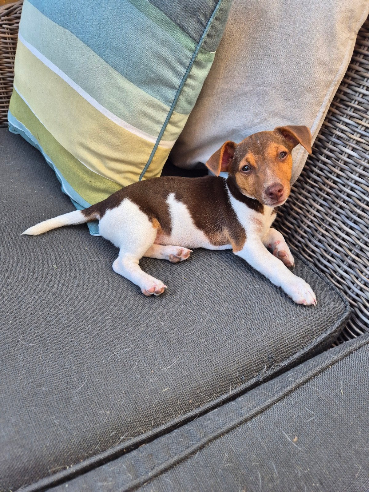 Nog 1 heel mooi Jack Russel puppy!!, Dieren en Toebehoren, Jack Russell Terriër, 8 tot 15 weken, Meerdere, Meerdere dieren