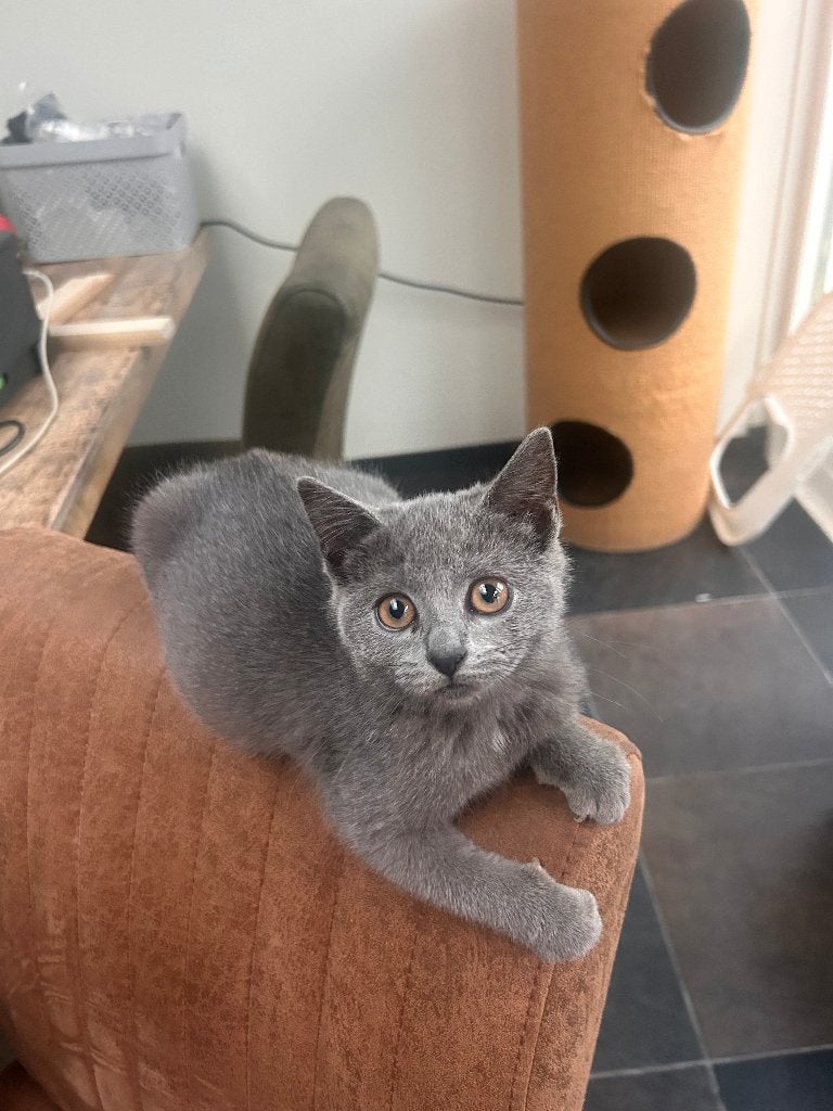 Blauw Brits korthaar kruising, poesje, Dieren en Toebehoren, Poes, 0 tot 2 jaar