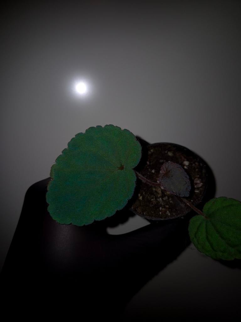 Begonia hahiepiana (zeldzaam), Ophalen of Verzenden, Halfschaduw, Minder dan 100 cm