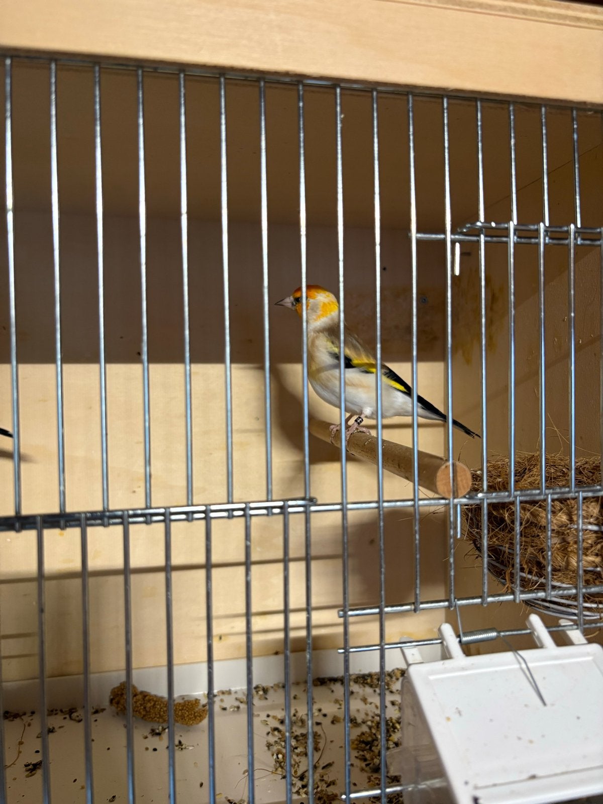 Majoor Putters, Dieren en Toebehoren, Meerdere dieren, Wildzangvogel, Geringd
