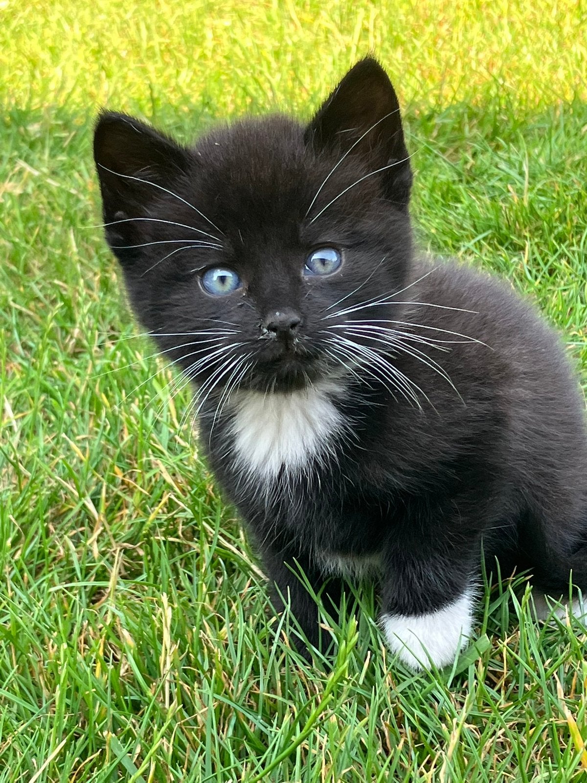 Lieve poesjes te koop, Dieren en Toebehoren, Katten en Kittens | Overige Katten, Meerdere dieren, Kortharig, 0 tot 2 jaar