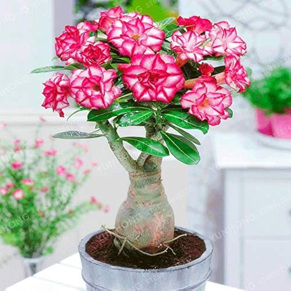 Roze Desert Rose Bonsai zaadjes, Ophalen of Verzenden, Volle zon