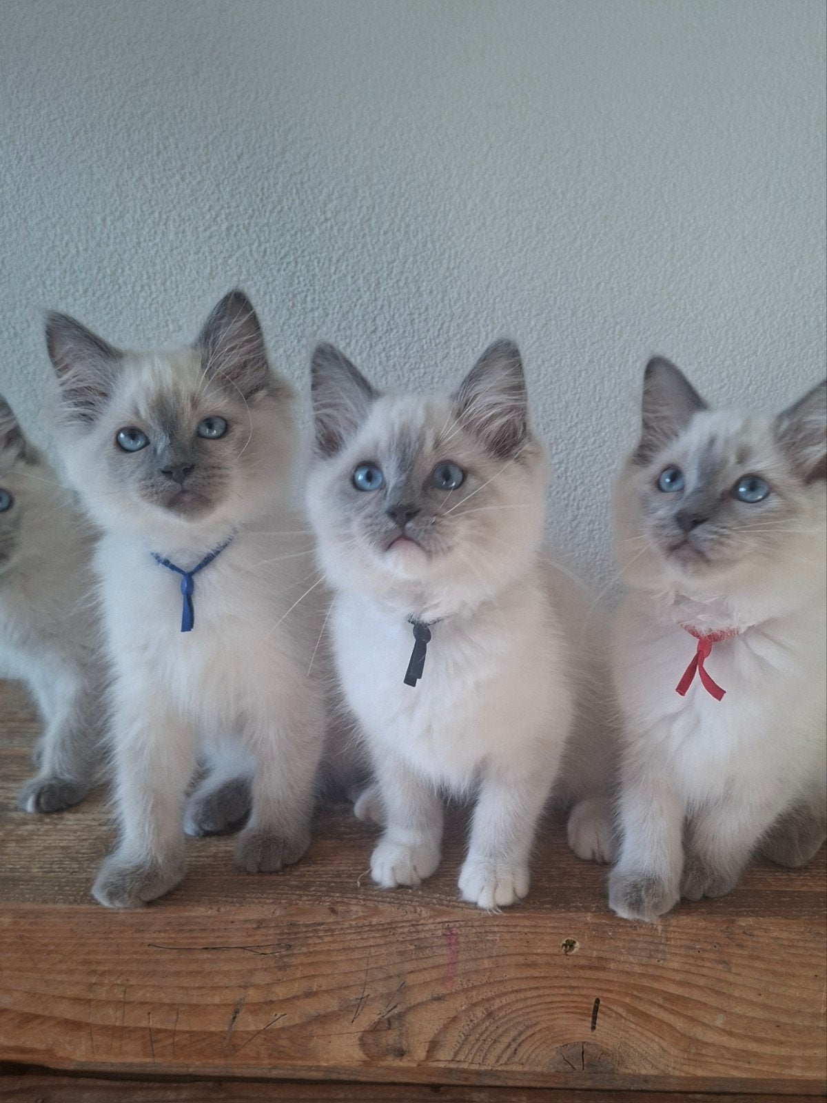 raszuivere bluepoint ragdoll kittens, Dieren en Toebehoren, Meerdere dieren, Gechipt, 0 tot 2 jaar