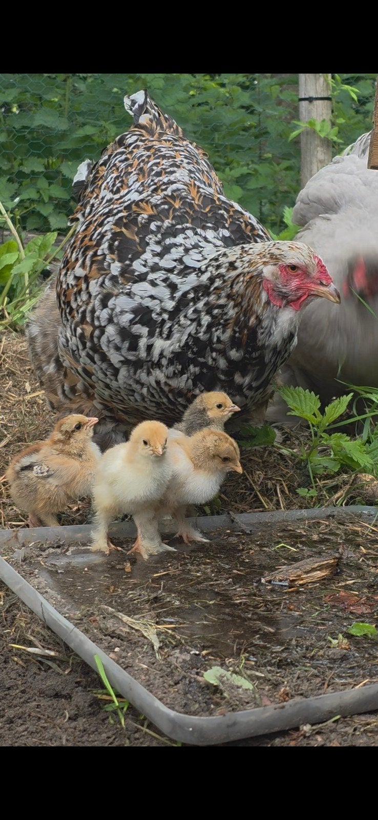 5 raszuivere Brahma hennen groot en 3 mix hennen., Dieren en Toebehoren, Vrouwelijk, Kip