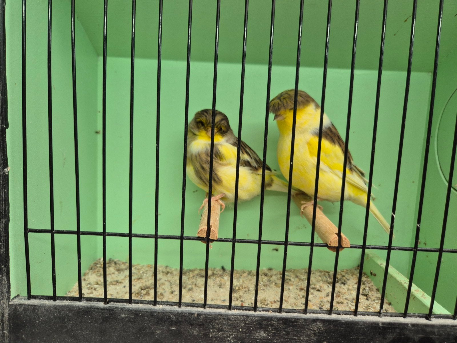 gloster kanaries, Dieren en Toebehoren, Meerdere dieren, Kleurkanarie