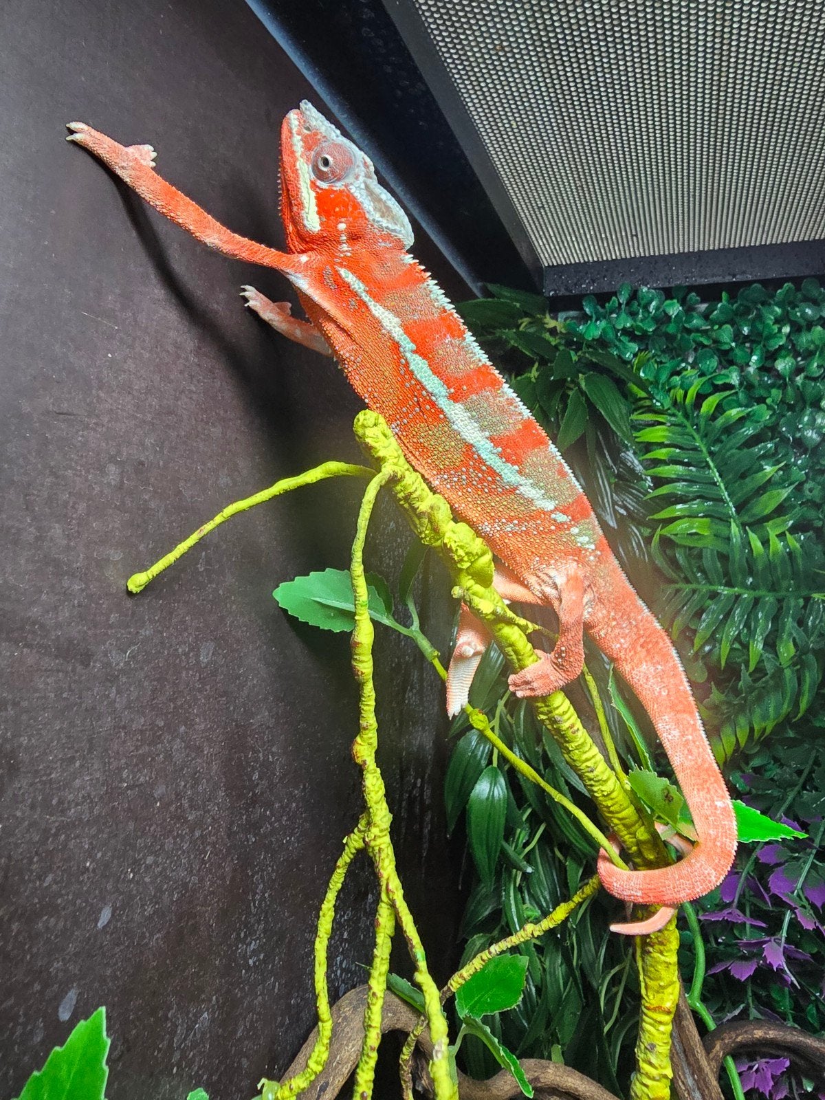 Prachtige panterkameleon (Furcifer pardalis ambilobe red) Chameleon photo 3