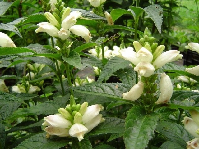 Zaden Chelone oblique alba, Verzenden, Volle zon