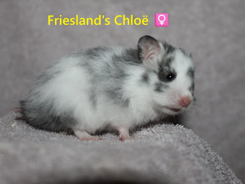 🐹Stamboom Syrische goudhamster van ervaren hobbyfokker, Hamster, Meerdere dieren, Tam, September