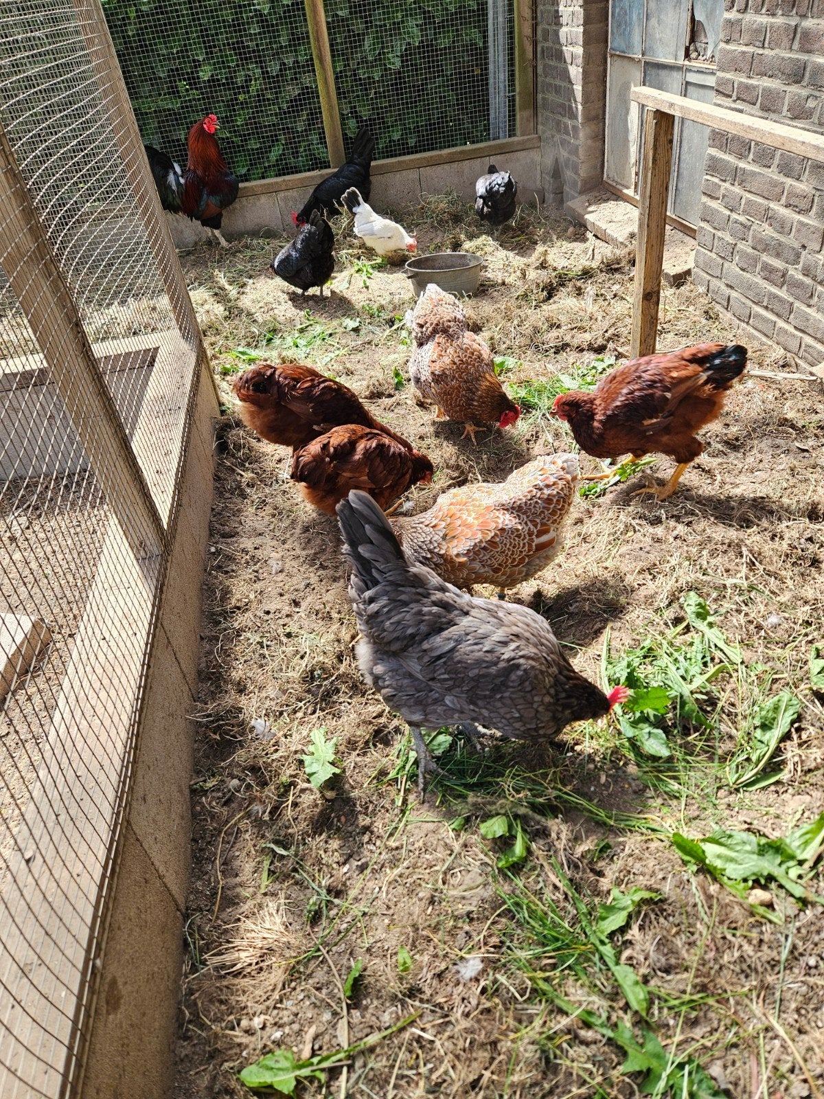 2 hanen, ras Rhode Island Red Groot formaat, 5 maanden oud, Mannelijk, Kip
