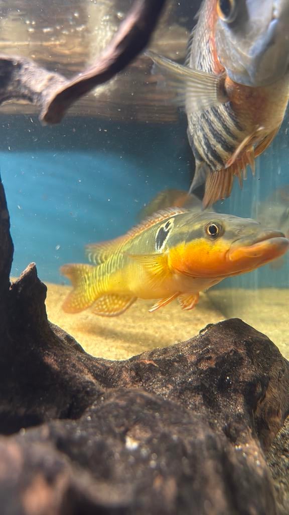 Crenicichla Zebrina van 30+ cm, Vis, Zoetwatervis