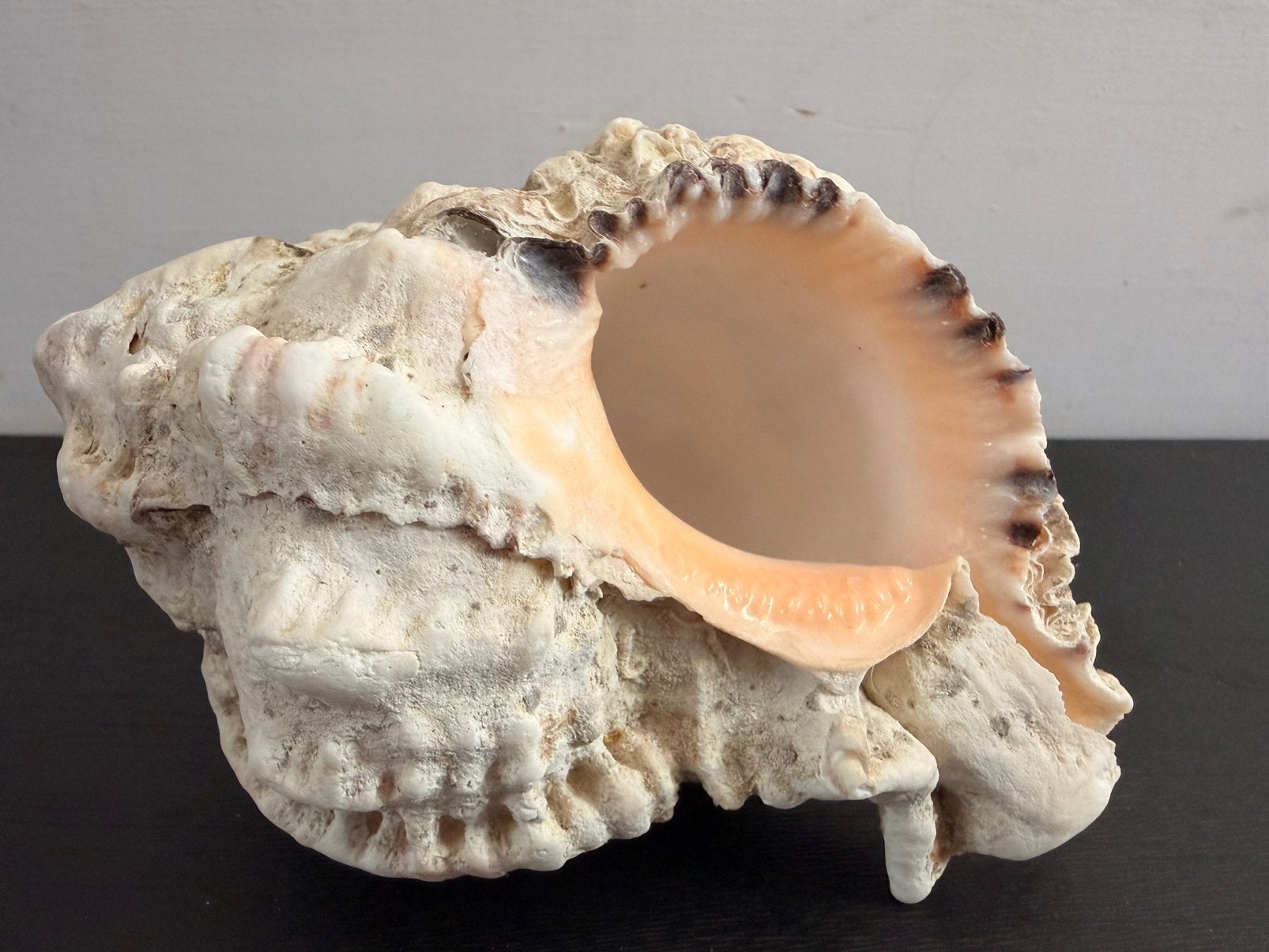 Schelp, Ophalen of Verzenden, Gebruikt