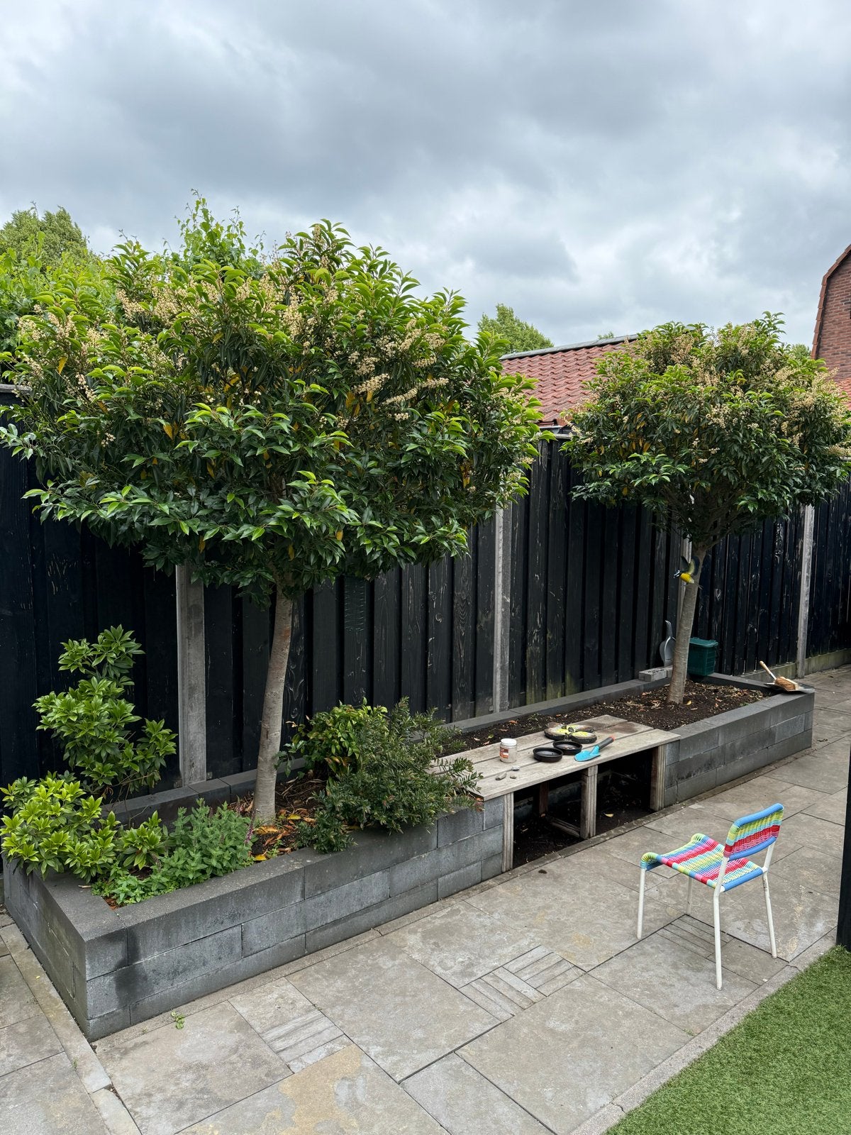 2 portugese laurieren (5 jaar oud), Tuin en Terras, Planten | Bomen, Lente, 250 tot 400 cm, Ophalen, Volle zon
