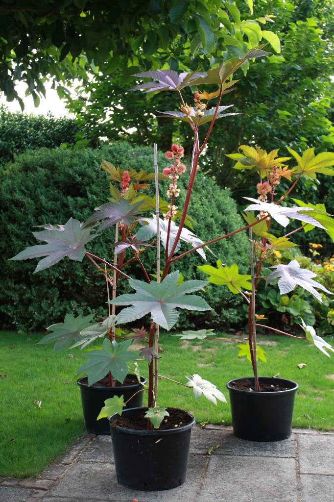 Wonderboom / Ricinus communis, Tuin en Terras, Volle zon, Eenjarig, Zomer, Ophalen