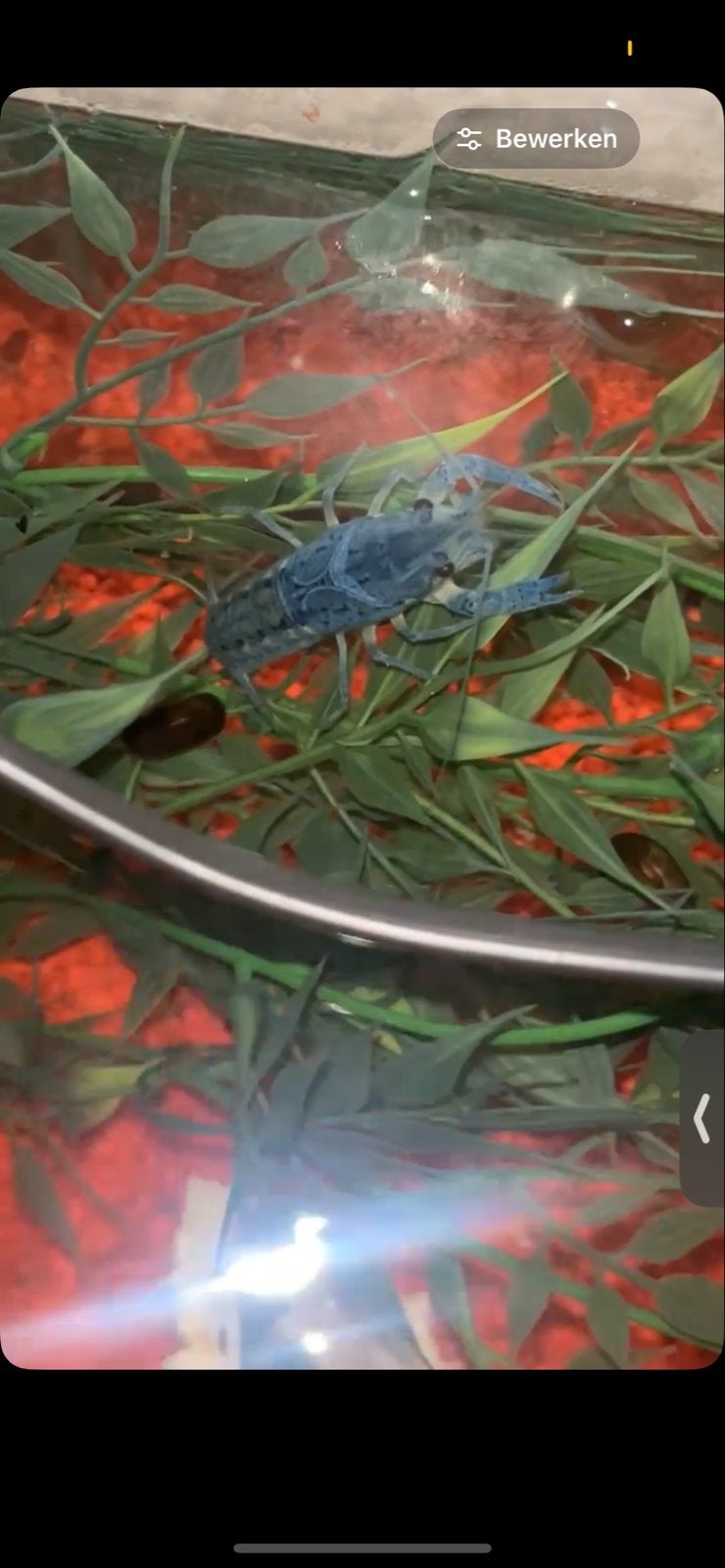 (baby) florida blauwe kreeftjes., Dieren en Toebehoren, Kreeft, Krab of Garnaal, Zoetwatervis