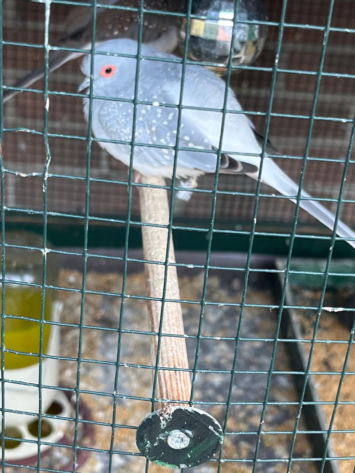 Diamandduiven, Meerdere dieren