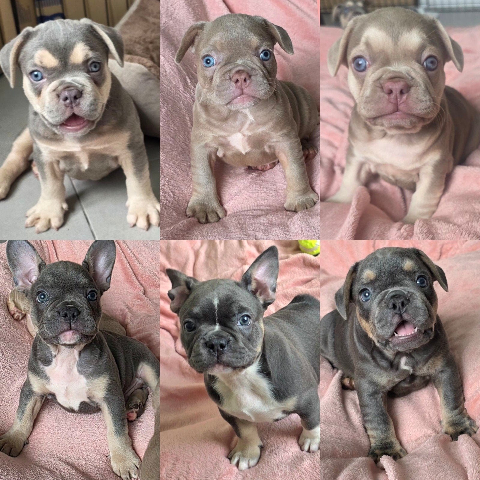 Franse Bulldog Pups mogen gelijk nest verlaten 🐾, Parvo, 8 tot 15 weken, Bulldog, Meerdere