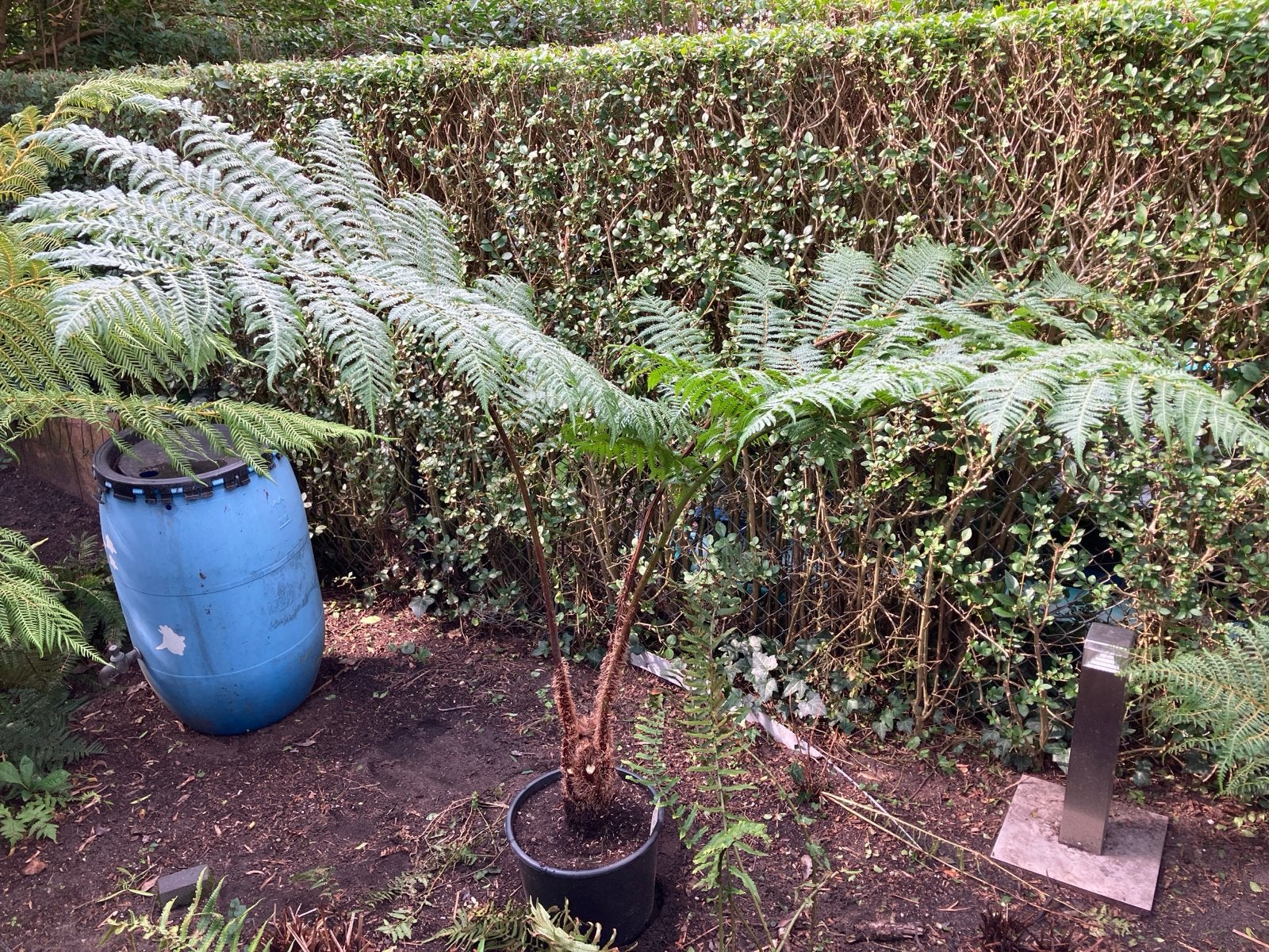 cyathea cooperi, Ophalen, Vaste plant, Varens, Bloeit niet