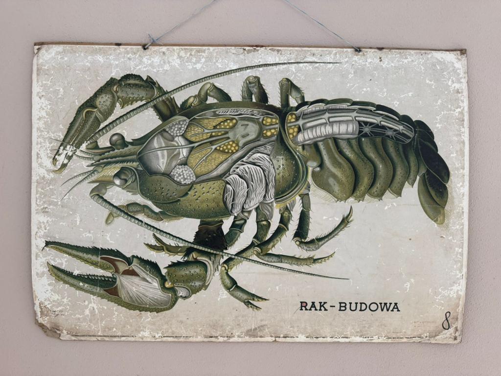 Vintage decoratie schoolplaat – Kreeft (Rak-Budowa), Antiek en Kunst, Antiek | Schoolplaten, Ophalen, Natuur en Biologie