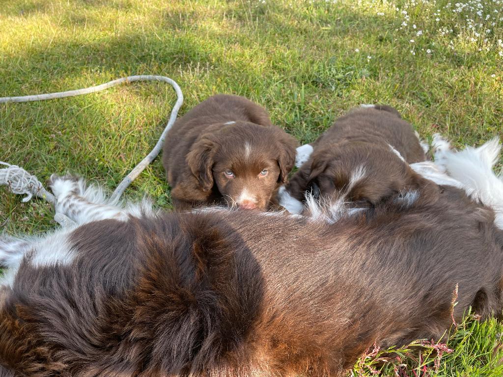 Bruine friesche stabij, kruising aussie klein, Parvo, 8 tot 15 weken, Meerdere, Nederland