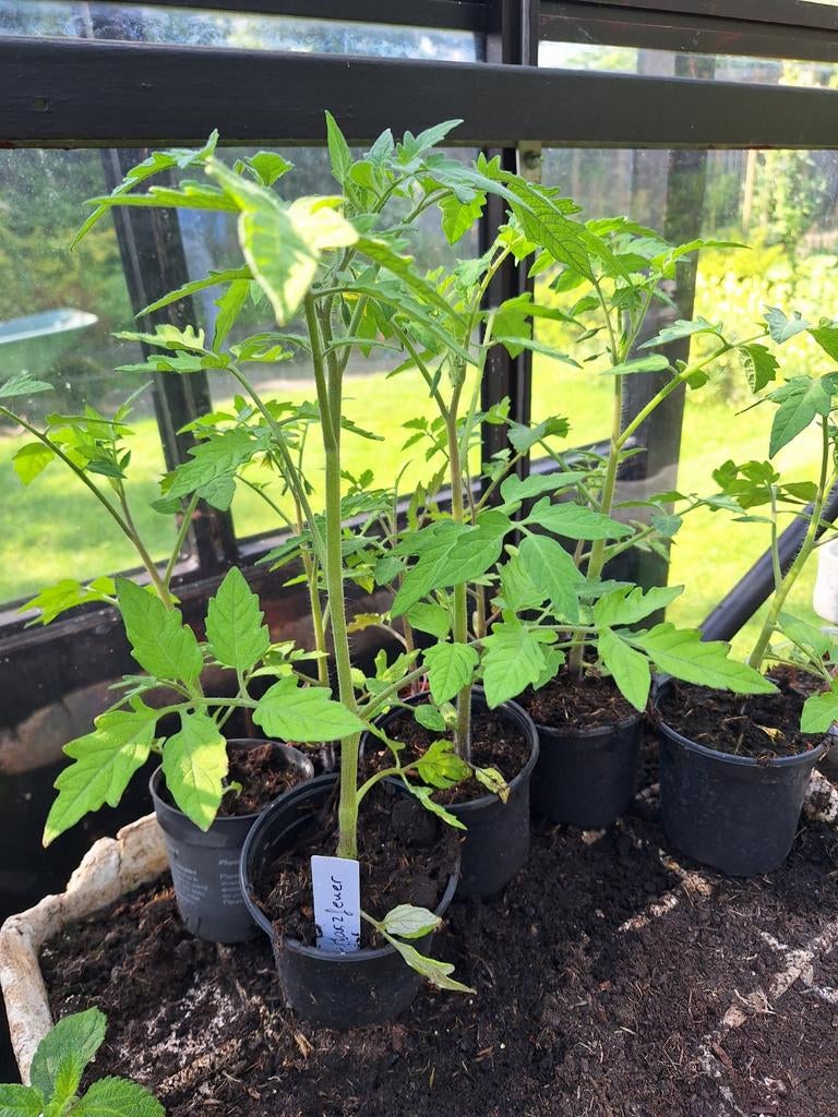 Tomatenplanten en courgette planten, Ophalen, Minder dan 100 cm, Overige soorten, Zomer