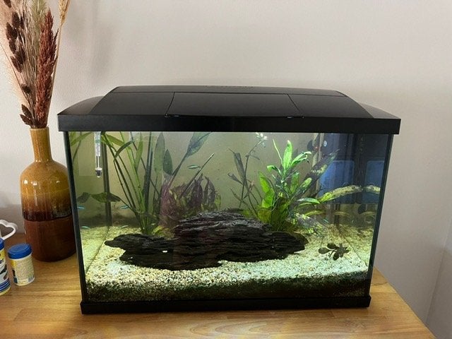 te koop Aquarium 70 liter met vissen en pomp en verwarming, Dieren en Toebehoren, Vissen | Aquaria en Toebehoren, Ophalen, Zo goed als nieuw