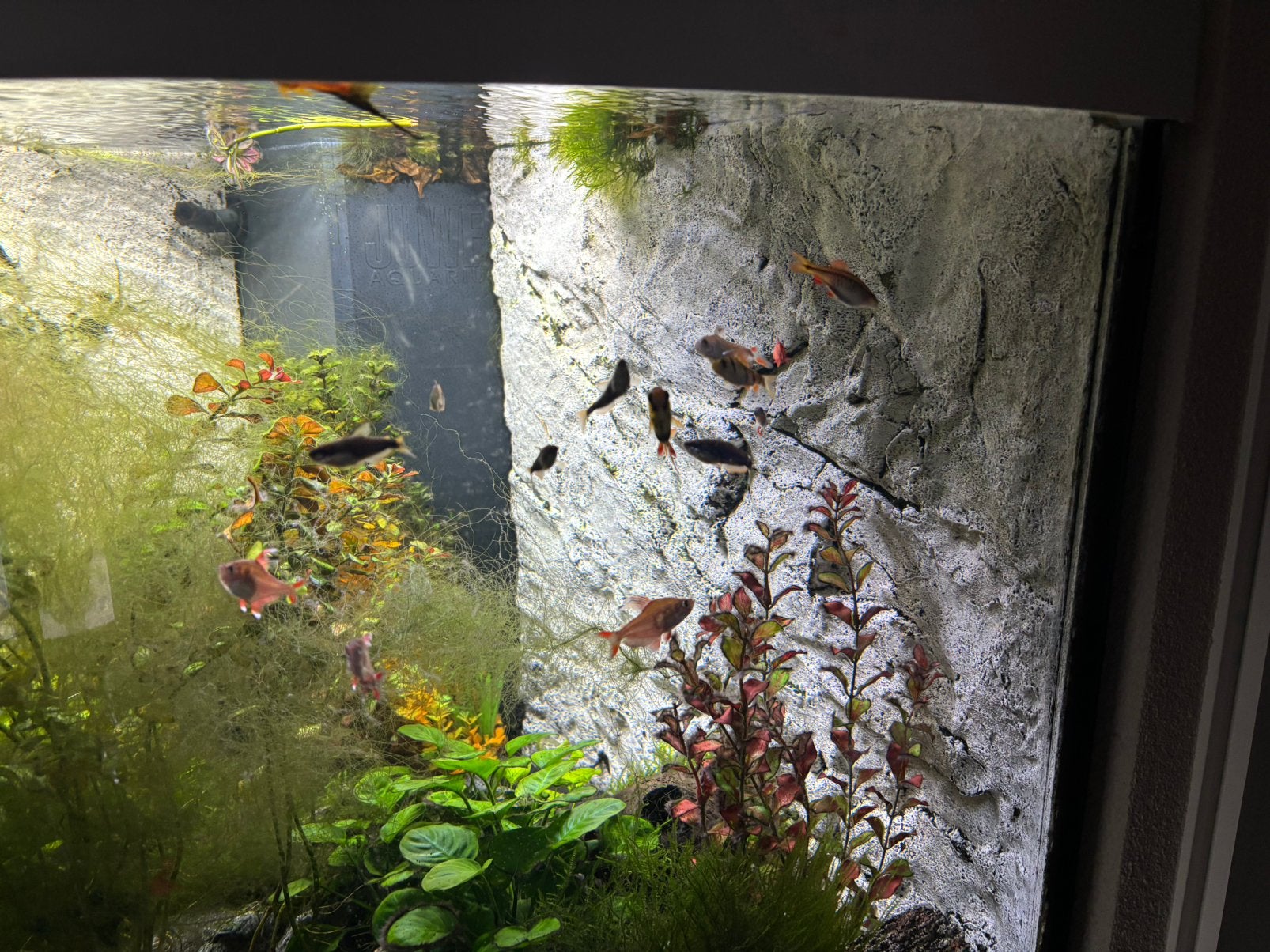 Tropische vissen, Vis, Zoetwatervis