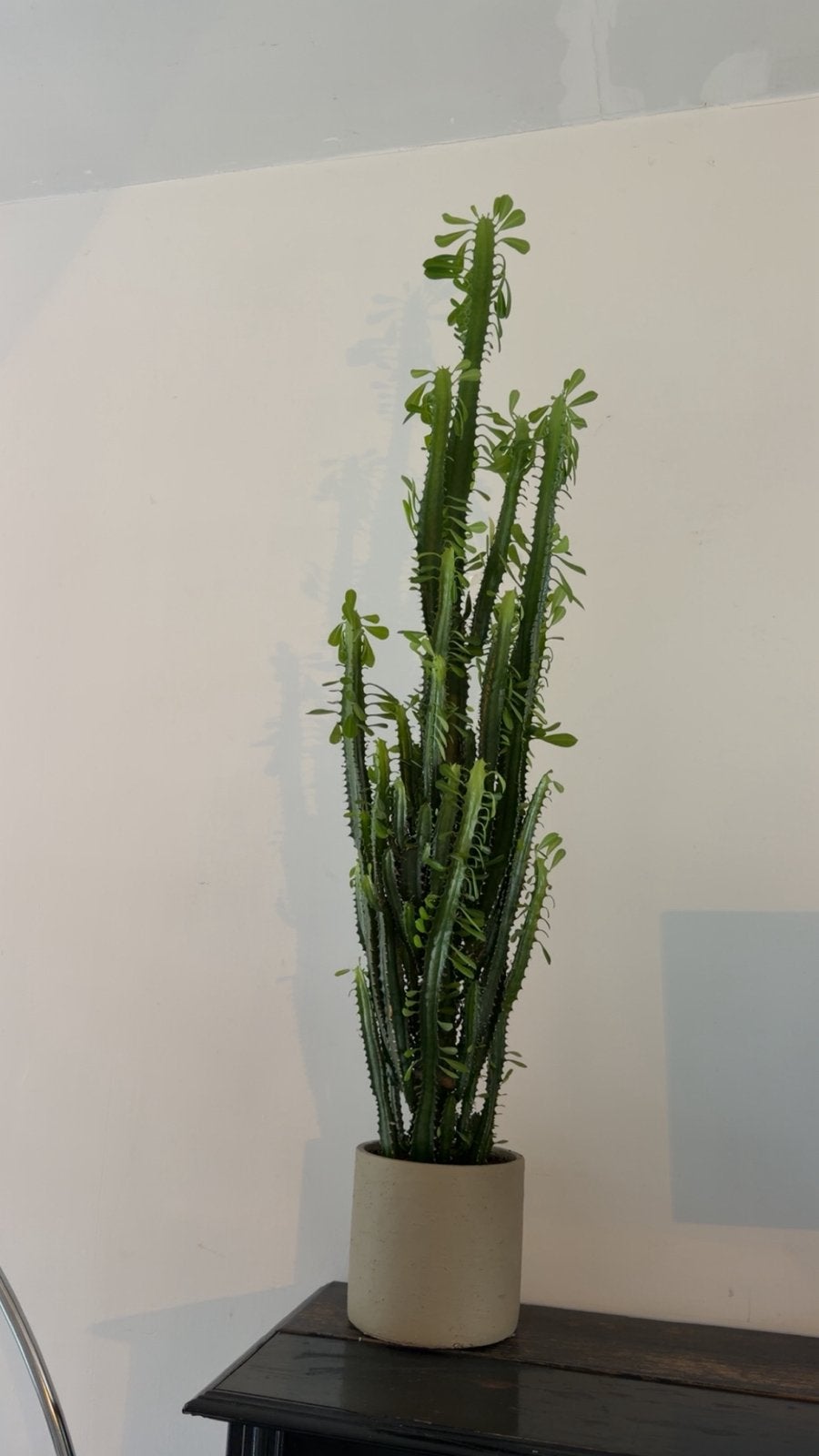 Euphorbia cactus 135cm hoog, Huis en Inrichting, Ophalen, Cactus, Volle zon, 100 tot 150 cm