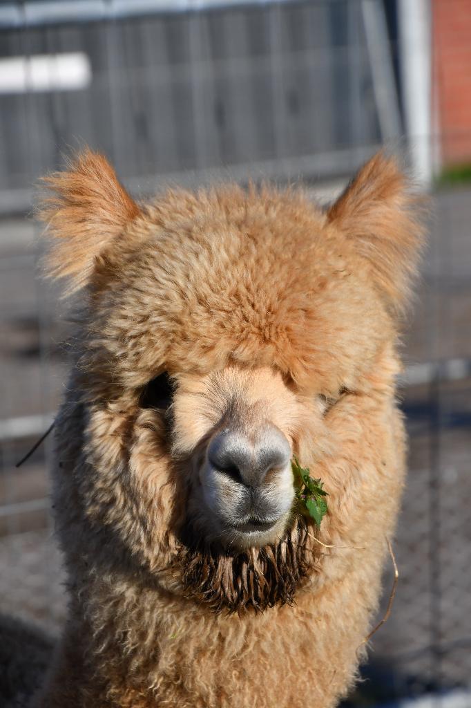 Mini koe-tjes en alpaca's, Meerdere dieren, 0 tot 2 jaar