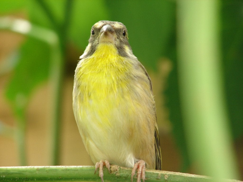 1-1 citroenborst edelzanger, crithagra citrinipectus, Dieren en Toebehoren, Meerdere dieren, Tropenvogel, Geringd