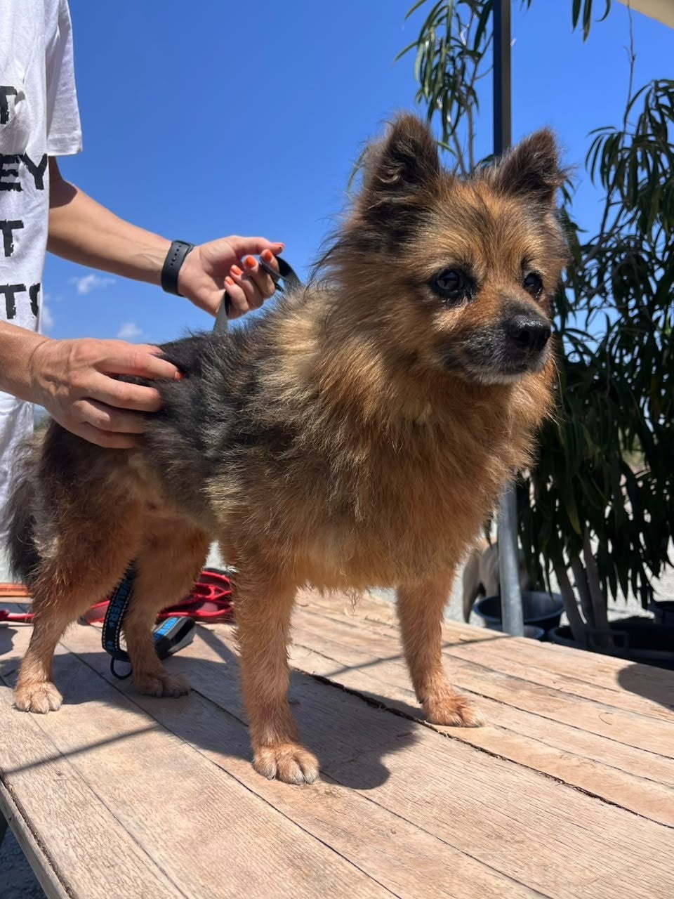 Claudia verblijft in Cyprus, 6 jaar of ouder, Buitenland, Teef, Eén hond