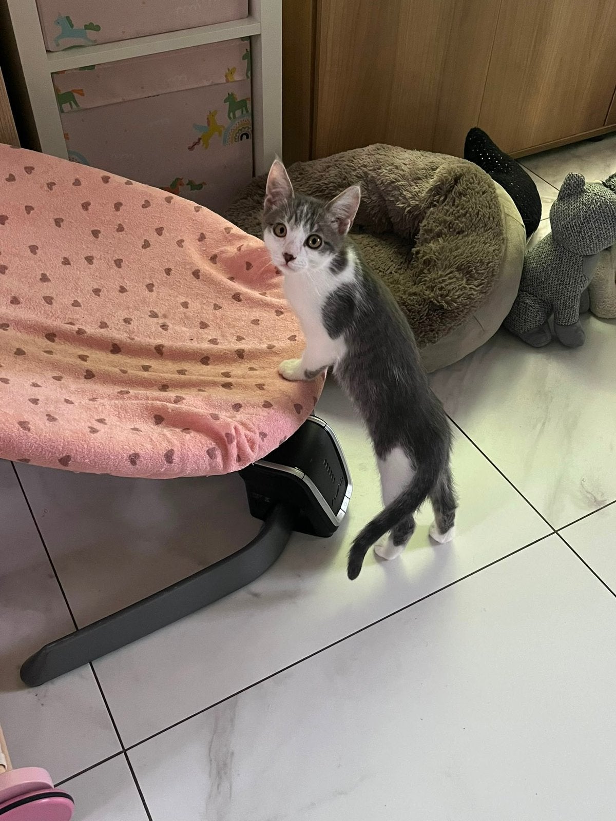 2 nestjes kruising kittens (Britse korthaar & Noorse boskat), Meerdere dieren, Ontwormd, 0 tot 2 jaar