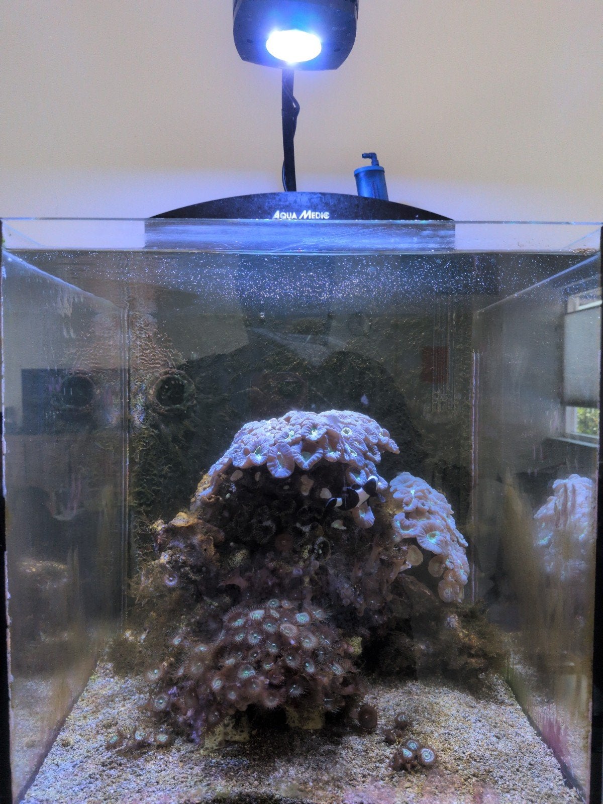 Zeeaquarium Aqua Medic nano, Dieren en Toebehoren, Ophalen, Gevuld zeewateraquarium, Gebruikt, Inclusief vissen