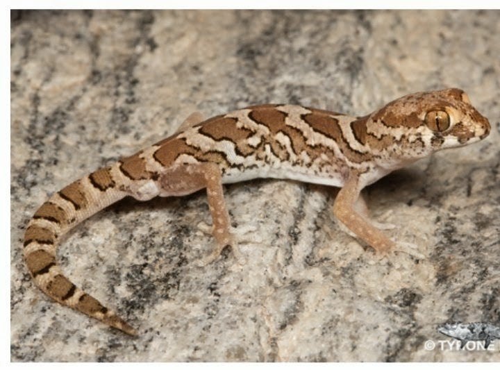 phacydactilus macrolepis dwerggecko, Dieren en Toebehoren, Reptielen en Amfibieën, Hagedis, Met terrarium, 0 tot 2 jaar
