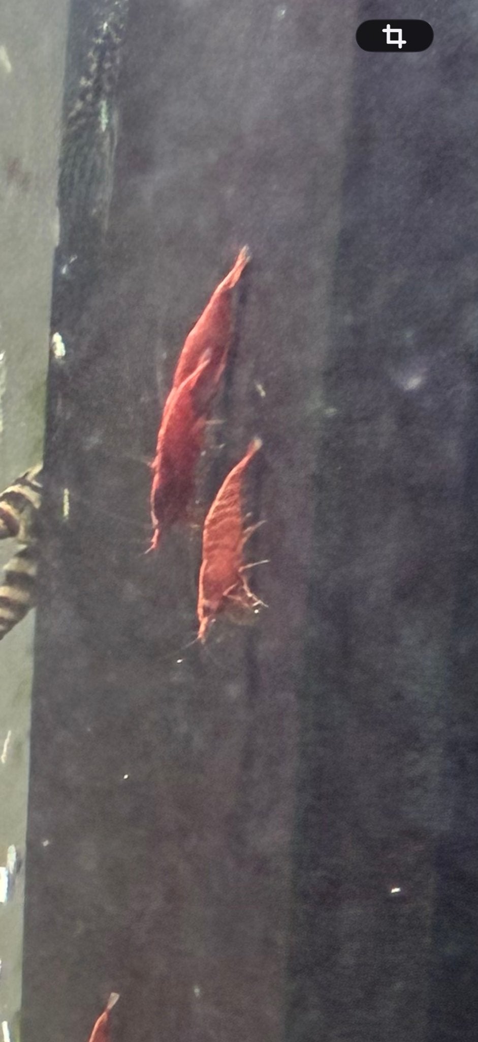 Vuurgarnaal, Dieren en Toebehoren, Kreeft, Krab of Garnaal