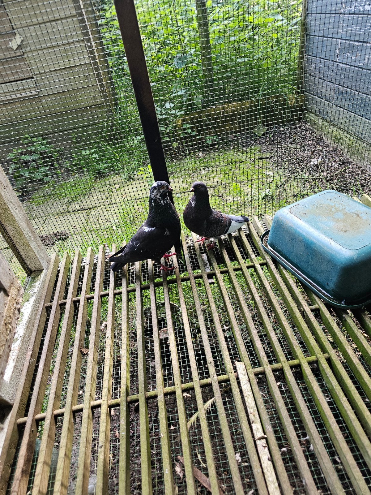 Koppel Haagse lok duiven met jongen, Meerdere dieren, Kropper